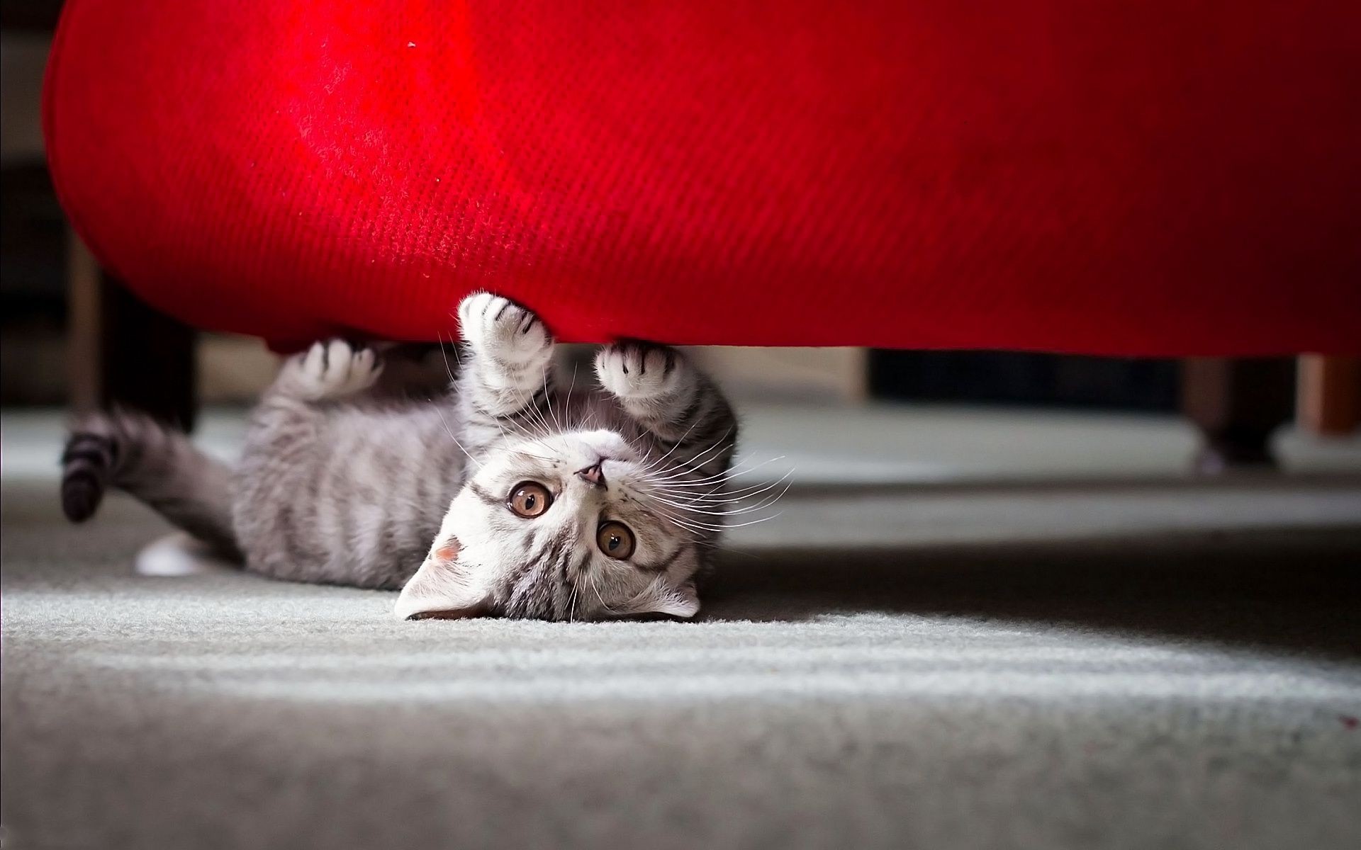 gatos gato doméstico sofá interior retrato sono sozinho família mamífero bonito animal pele tapete móveis animal de estimação