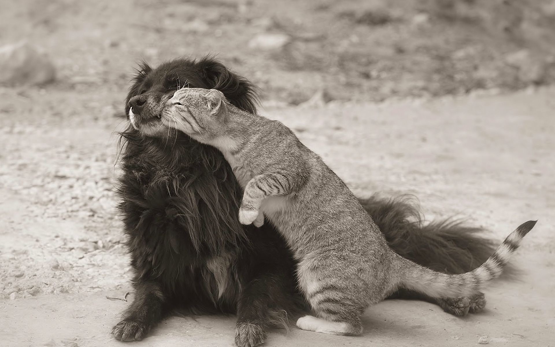 animais sozinho mamífero gato retrato animal fofa dois sente-se