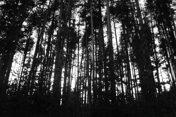 Fotos em preto e branco de árvores na floresta