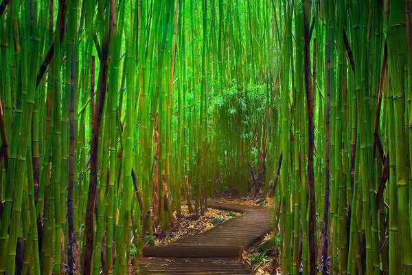 Floresta Verde De Bambu Natural