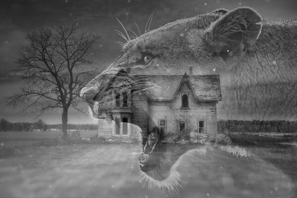 Uma foto em preto e branco mostra um inverno lince no fundo de uma casa e uma árvore