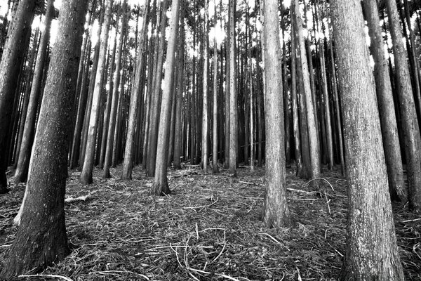 Fundo de árvores na floresta foto com efeito