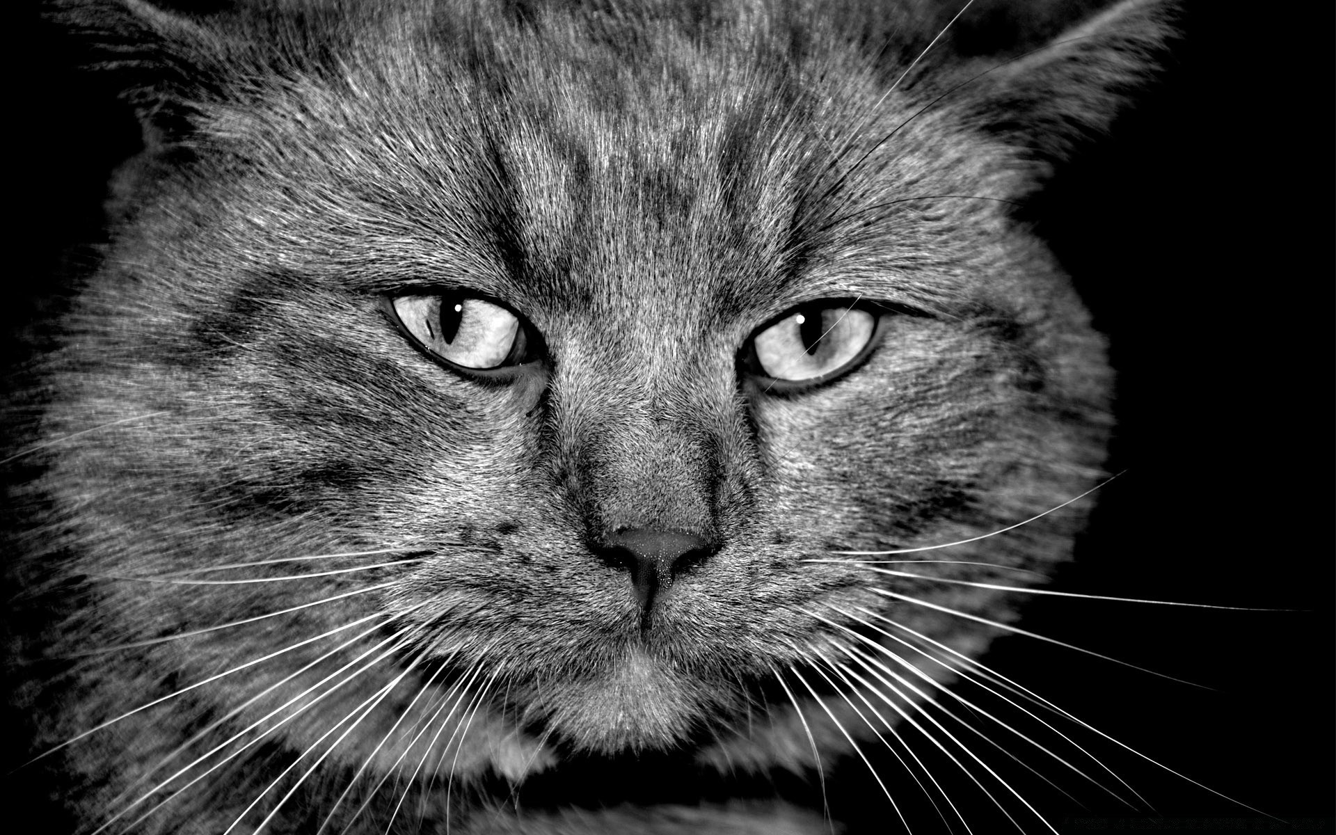 preto e branco gato retrato animal de estimação fofa mamífero animal pele gatinho para baixo doméstico olho cabeça cabelo cinza visualização
