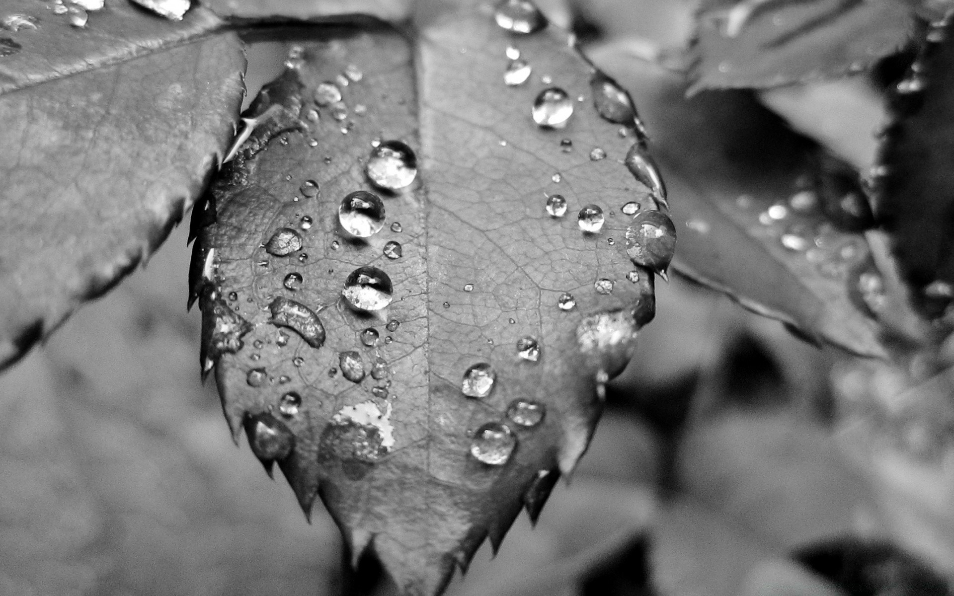 preto e branco chuva orvalho gota monocromático água folha molhado gotas natureza gotas