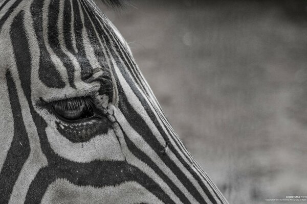 Zebra em busca de casa