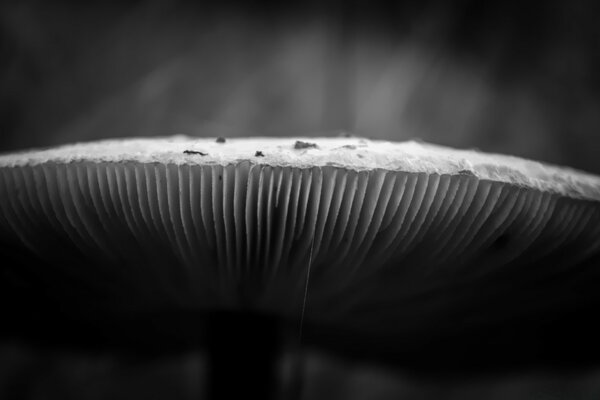 Fotografia macro chapéu monocromático do cogumelo