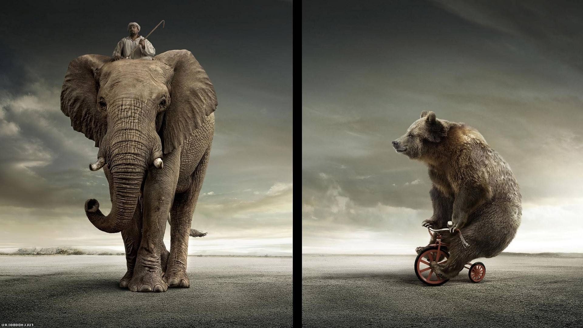 mamífero animal elefante um vida selvagem dois retrato