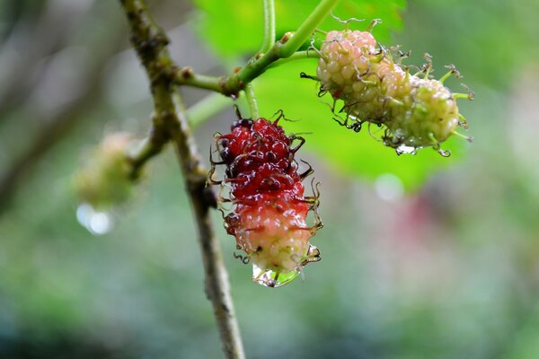 Ramo de uma planta com frutas multicoloridas