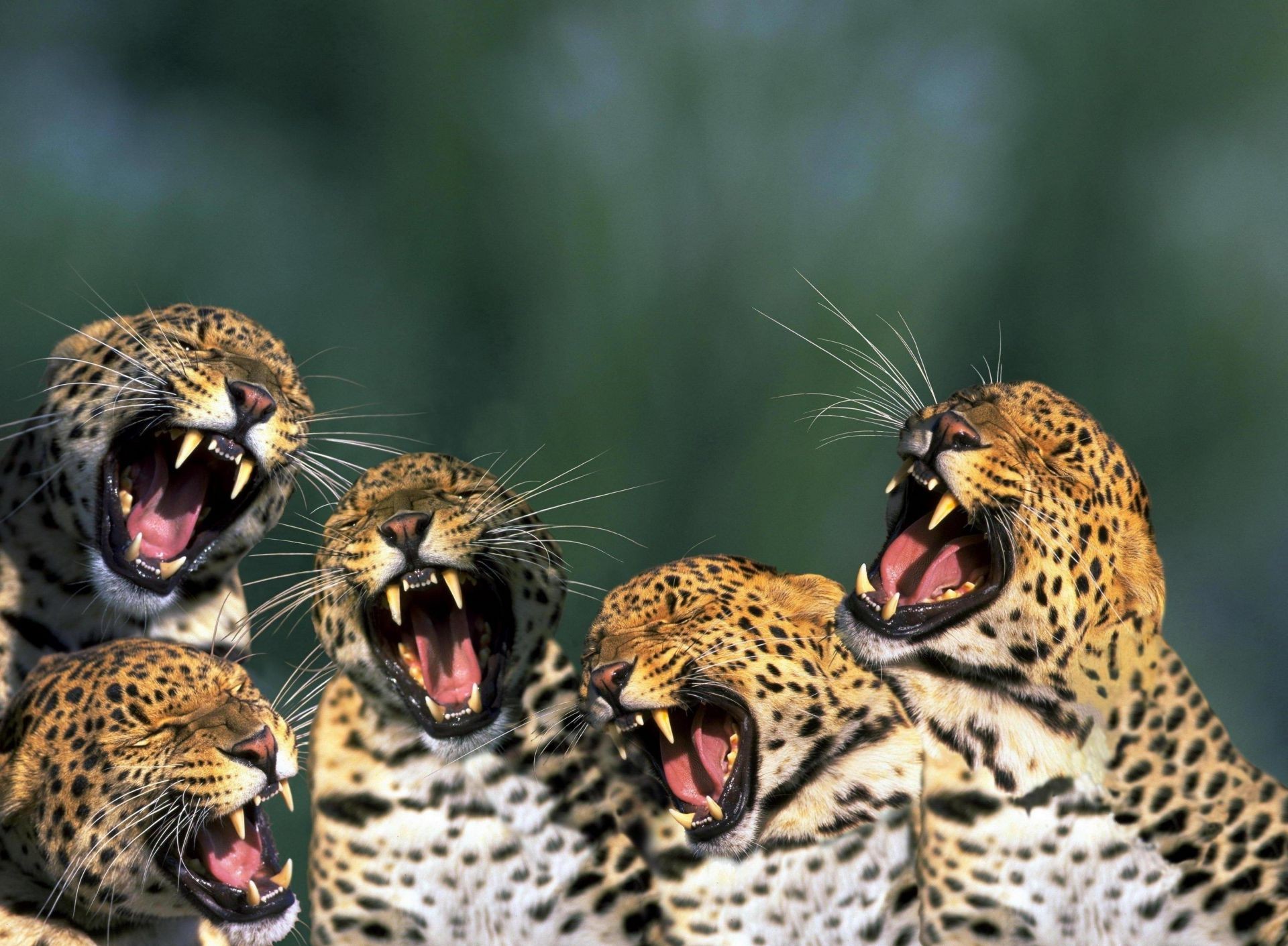 animais vida selvagem gato leopardo natureza selvagem animal jardim zoológico predador caçador retrato espécie em extinção chita