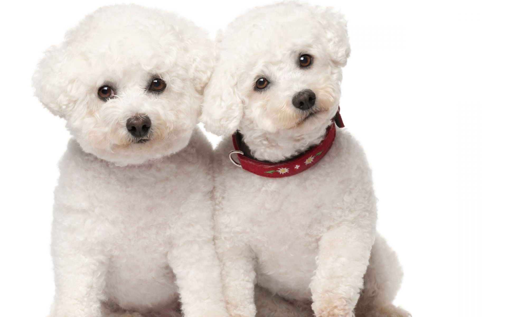 cães fofa cão animal de estimação cinegrafista filhote de cachorro para baixo pequeno pele mamífero sentar-se adorável estúdio engraçado animal raça isolado jovem retrato puro-sangue