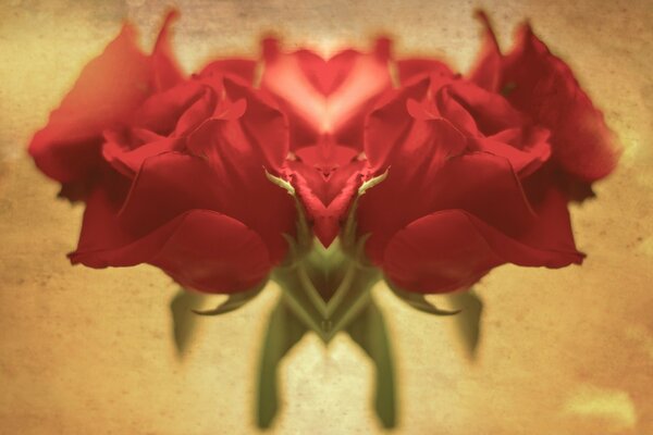 Flores. Rosa. Amor. Vermelho