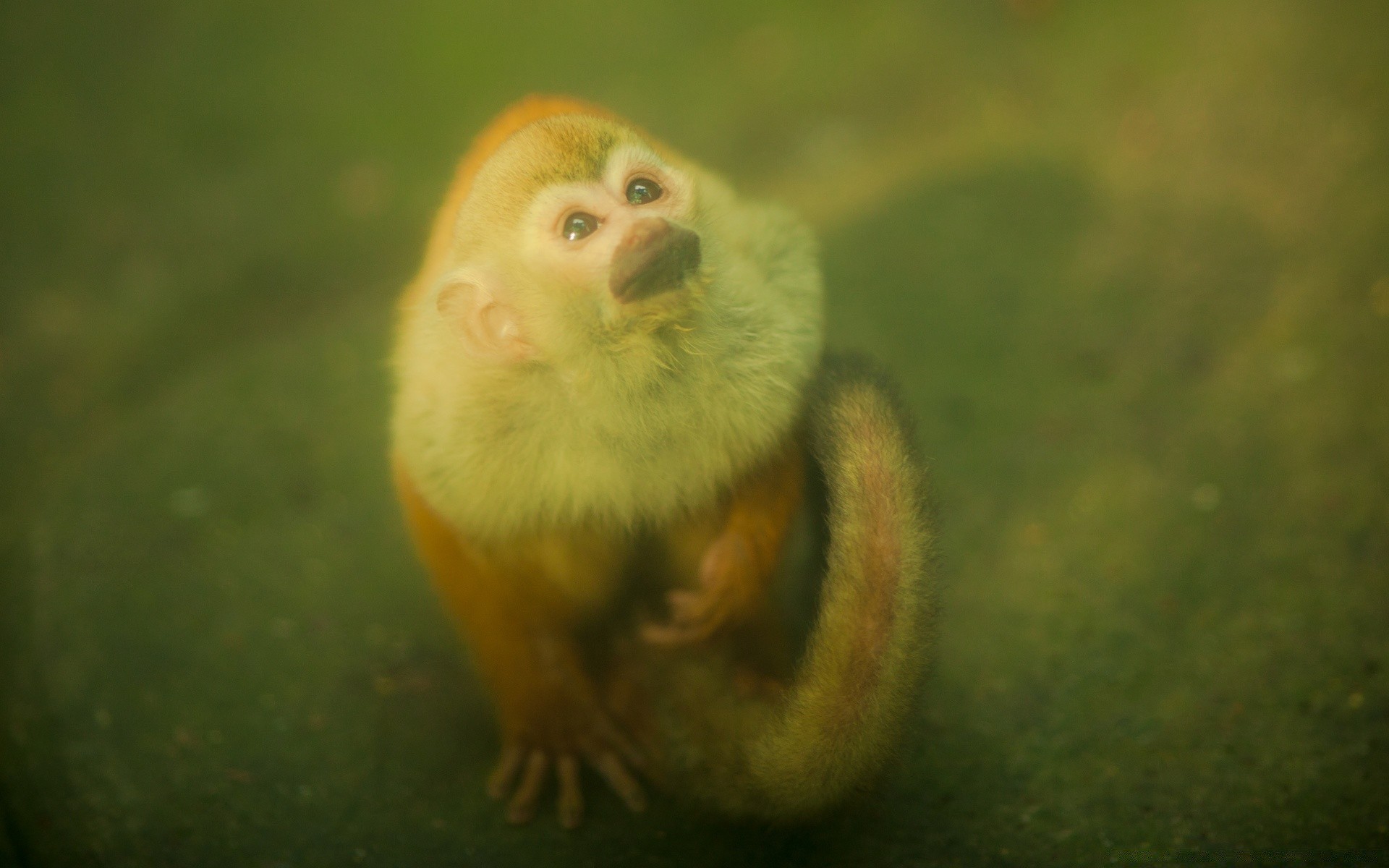 vintage vida selvagem mamífero sozinho natureza animal jardim zoológico pequeno vista lateral macaco ao ar livre