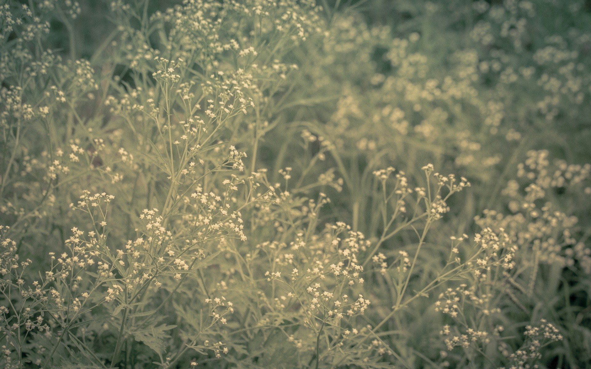 vintage flora flor temporada natureza campo folha verão grama agricultura rural feno floral desktop crescimento ao ar livre fazenda close-up cor jardim