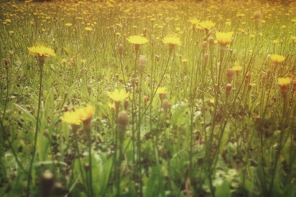 Plantas com flores na clareira de Verão