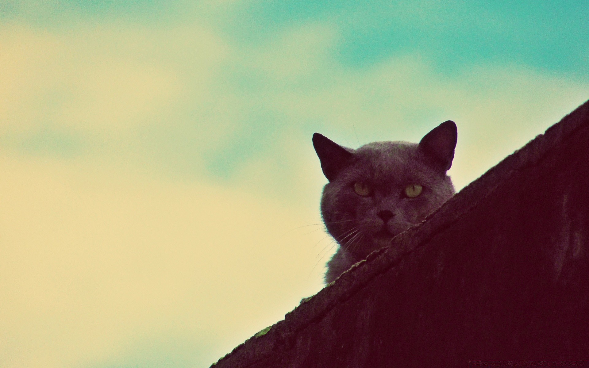 vintage mamífero gato animal sozinho retrato animal de estimação natureza ao ar livre olho vida selvagem