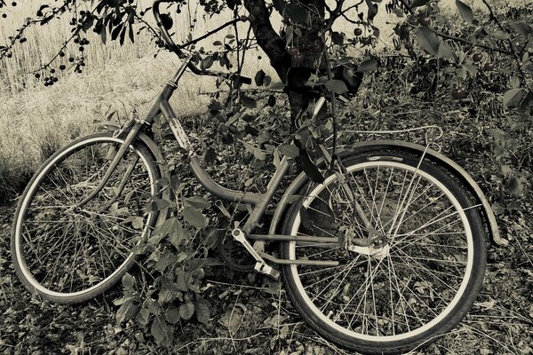 Bicicleta sob uma árvore de cerejeira