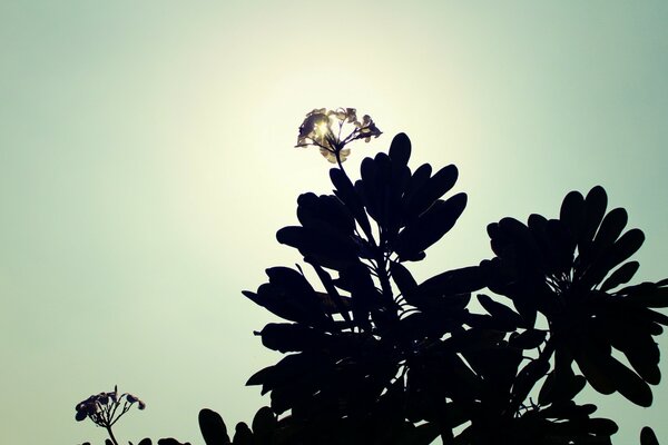 Flor silvestre fotografada contra a luz