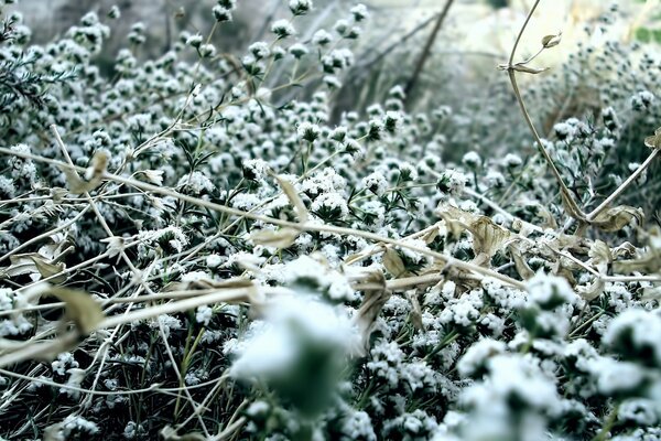 Inverno natureza neve na grama