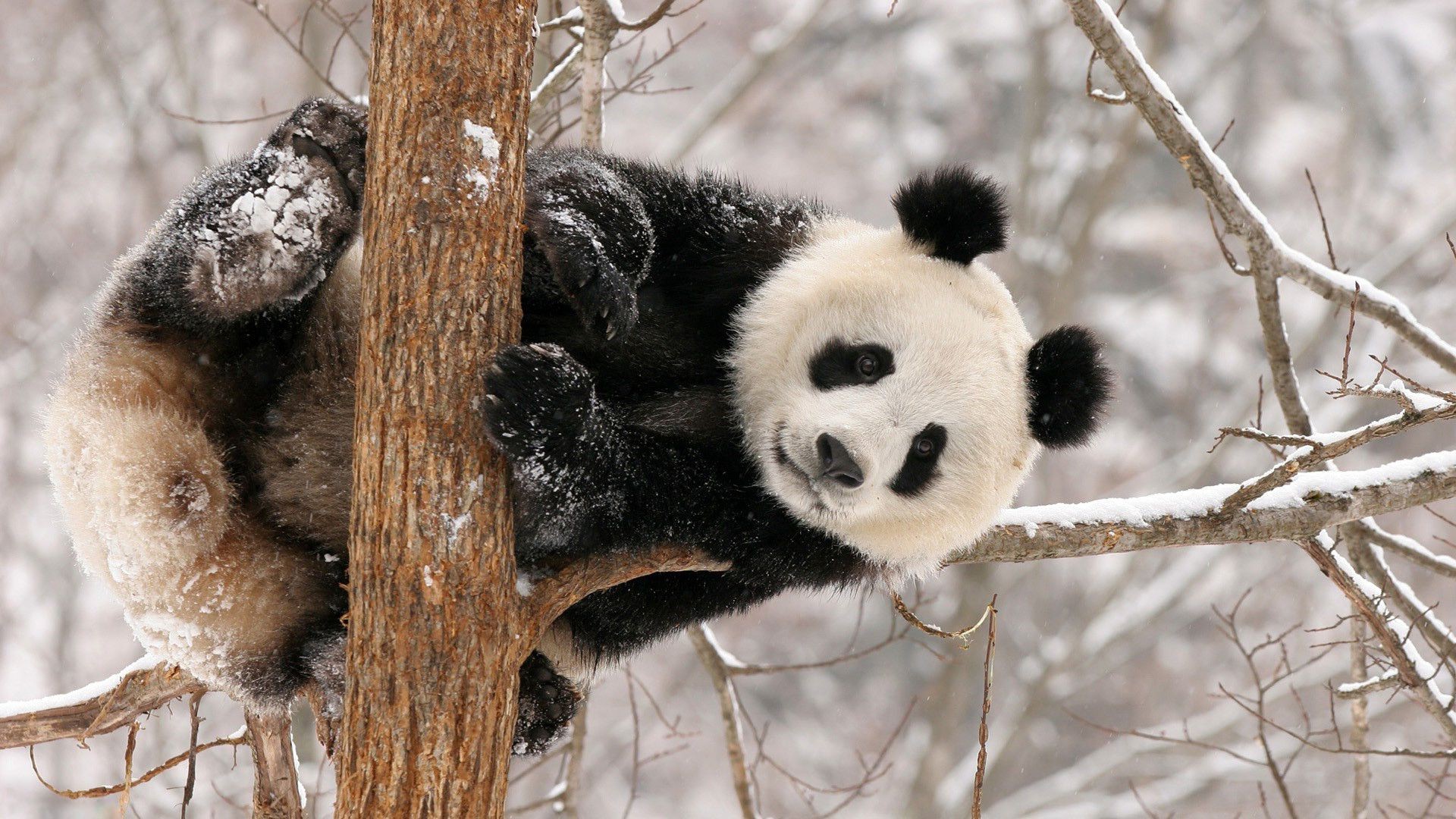 herbívoros inverno árvore animal natureza vida selvagem mamífero neve madeira frio ao ar livre selvagem fofa pele geada