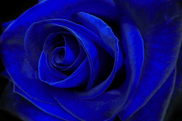 Rosa romântica azul para presente