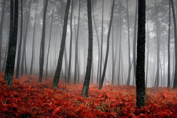 Árvores negras em uma floresta enevoada com folhas laranja
