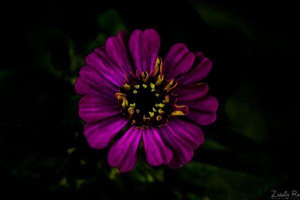 Flor roxa em fundo preto