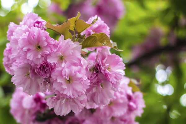 Belas flores em meio à natureza