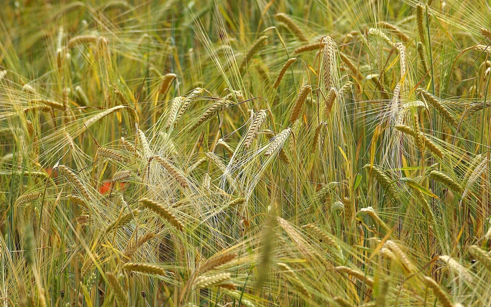 bokeh cereais rural trigo pasto palha campo colheita semente pão fazenda ouro agricultura milho crescimento campo país verão grama natureza
