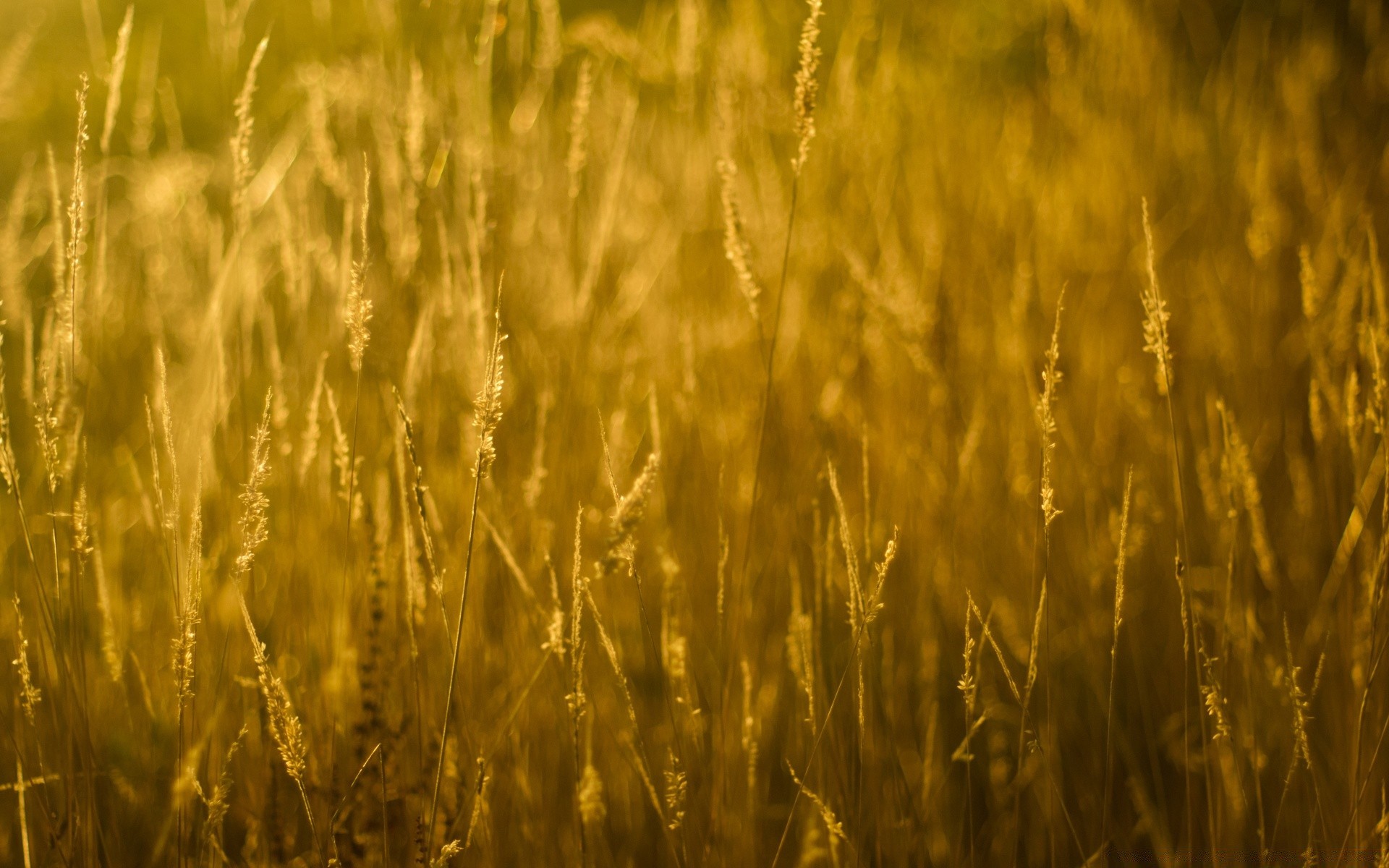bokeh trigo cereais rural milho campo fazenda palha pasto colheita pão crescimento centeio agricultura ouro semente sol campo natureza terras agrícolas cevada