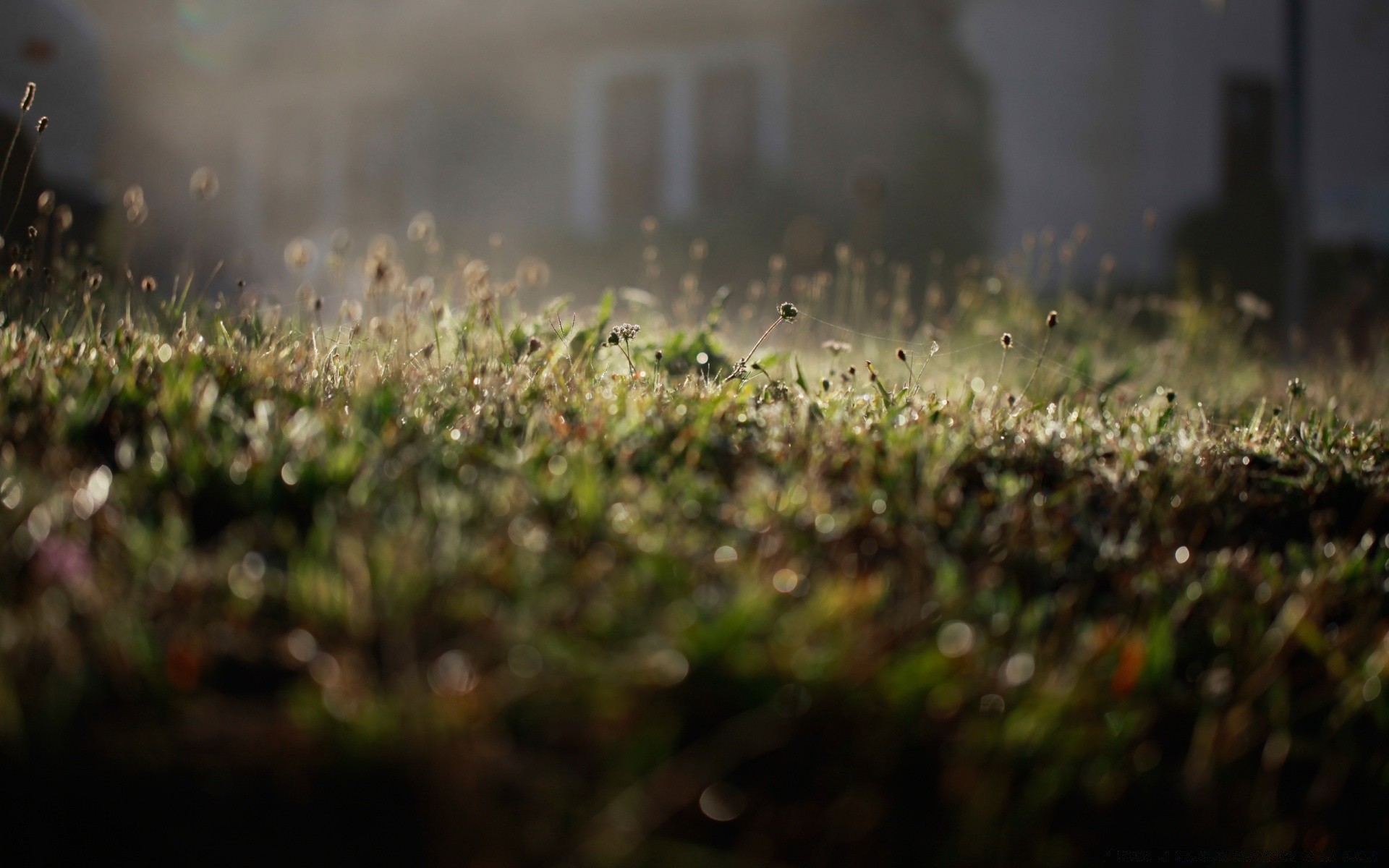 bokeh grama jardim campo natureza crescimento borrão fazenda paisagem flor verão sol flora amanhecer chuva agricultura folha luz solo aspersor terra