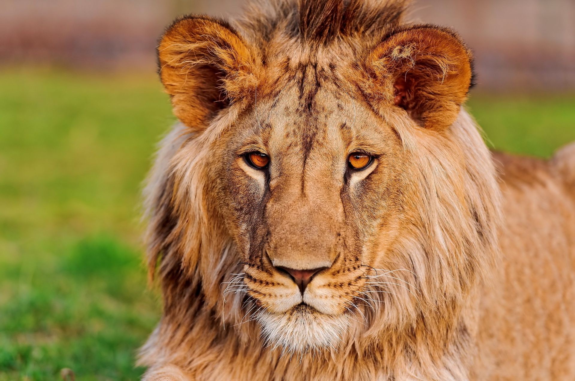 leões animal vida selvagem gato mamífero predador selvagem leão comedor de carne natureza pele grande safari caçador grama retrato mané perigo jardim zoológico