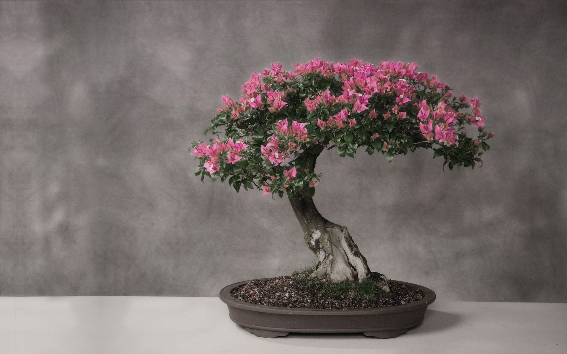 árvores árvore flor vaso folha flora jardim ramo natureza crescimento pote paisagem