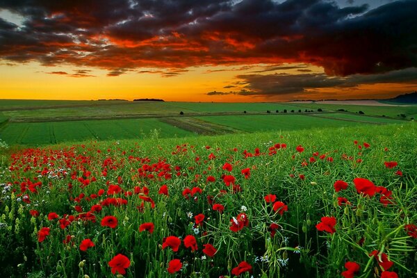 Campo flores papoulas camomila nuvens do sol
