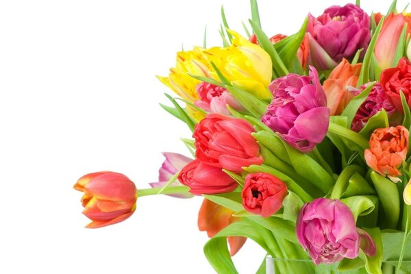 Buquê de tulipas para a festa das mulheres