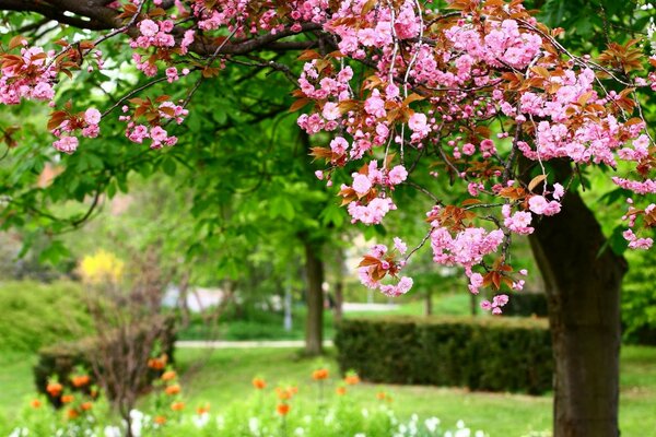 Árvore no jardim cercado por flores da primavera