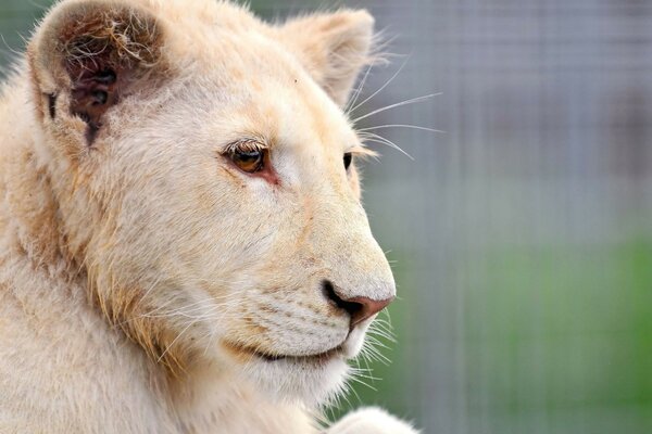 Tigre branco olhando para longe