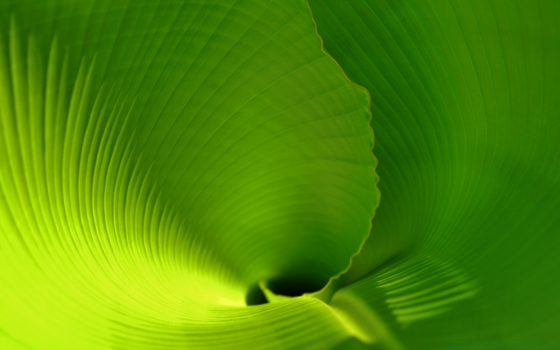plantas folha abstrato flora desktop brilhante cor textura natureza
