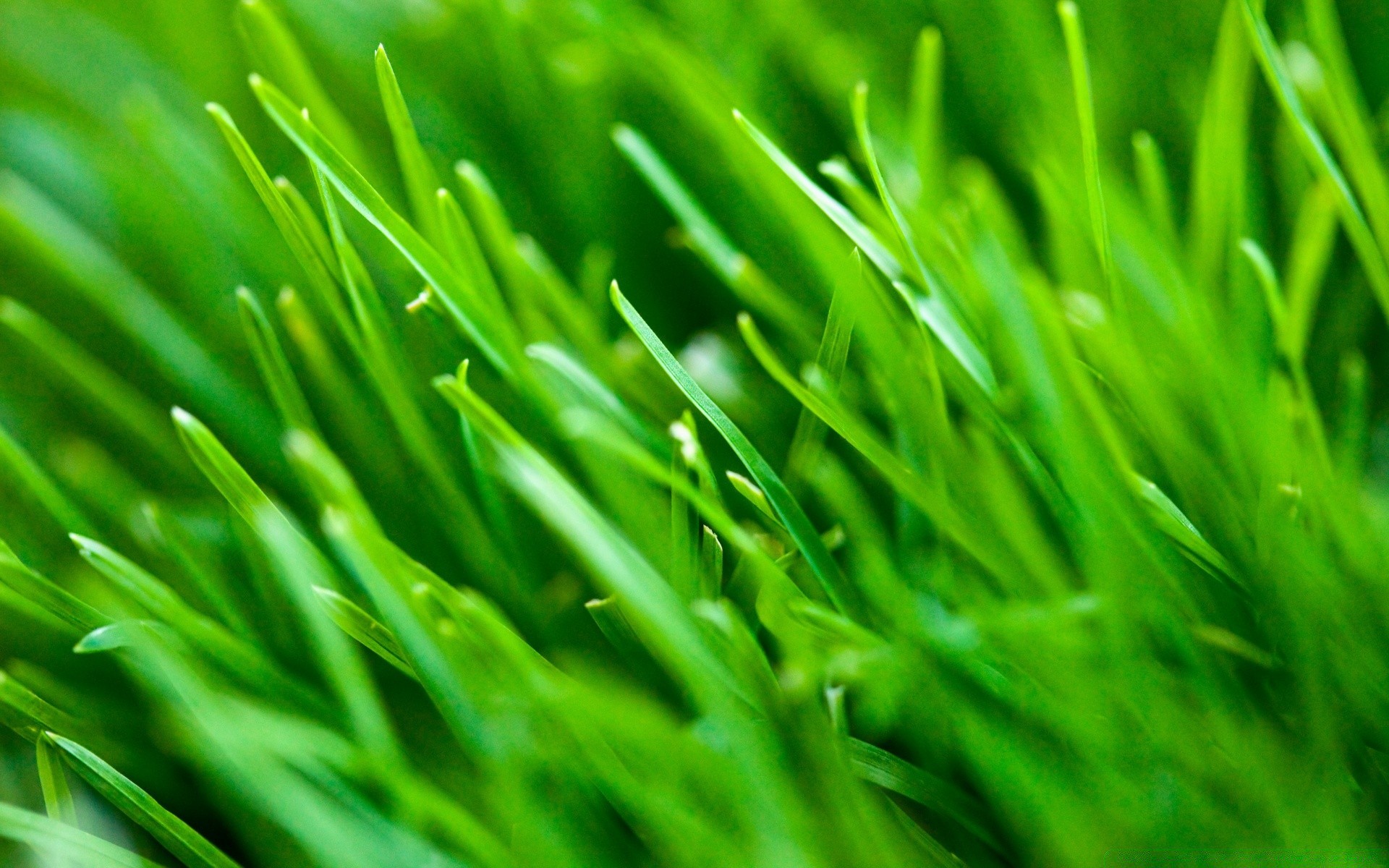 plantas grama gramado exuberante lâmina crescimento flora grama de grama folha jardim feno relvado meio ambiente orvalho frescura natureza quintal ecologia campo queda