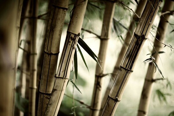 Um bosque de Bambu Velho. Fotos de plantas