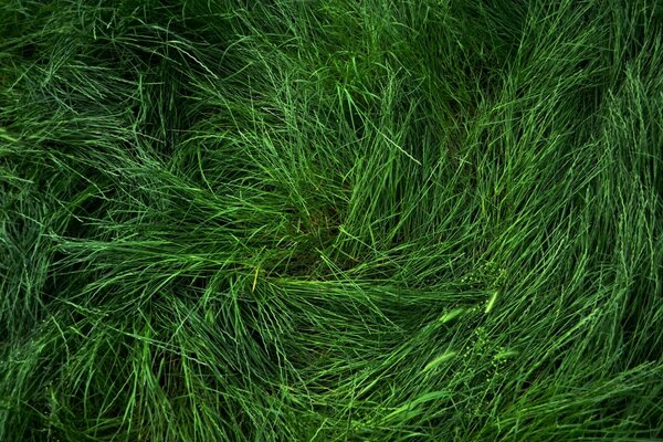 Grama verde fresca no verão