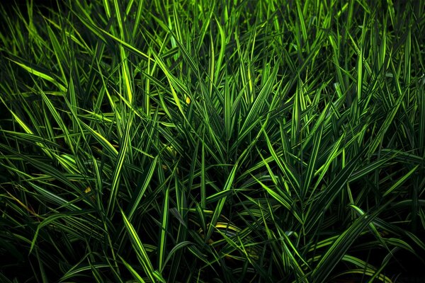 Cor verde multifacetada. Magia da natureza