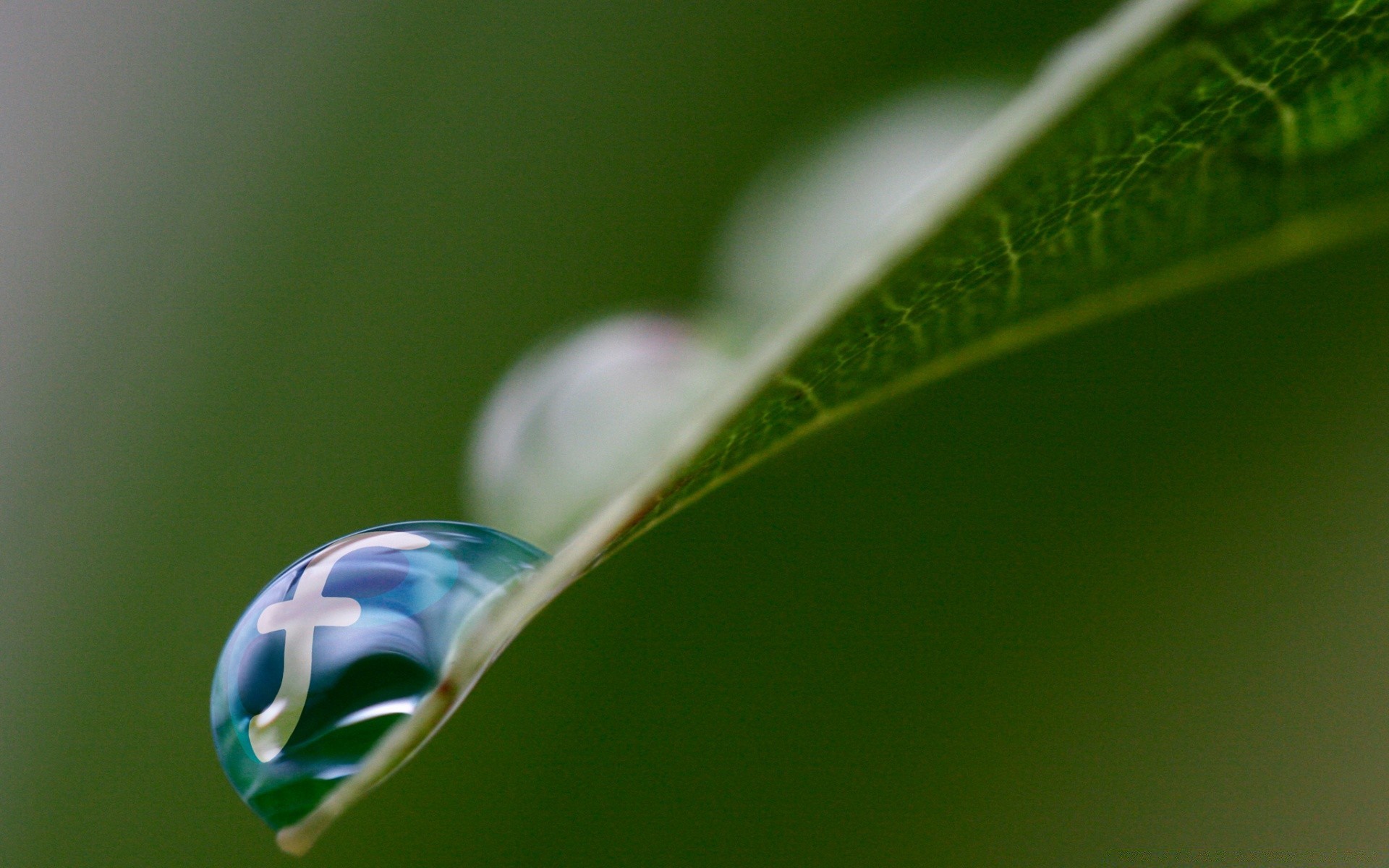 plantas orvalho chuva queda gotas folha flora natureza pureza água molhado cor gotas jardim ambiente brilhante desktop dof close-up