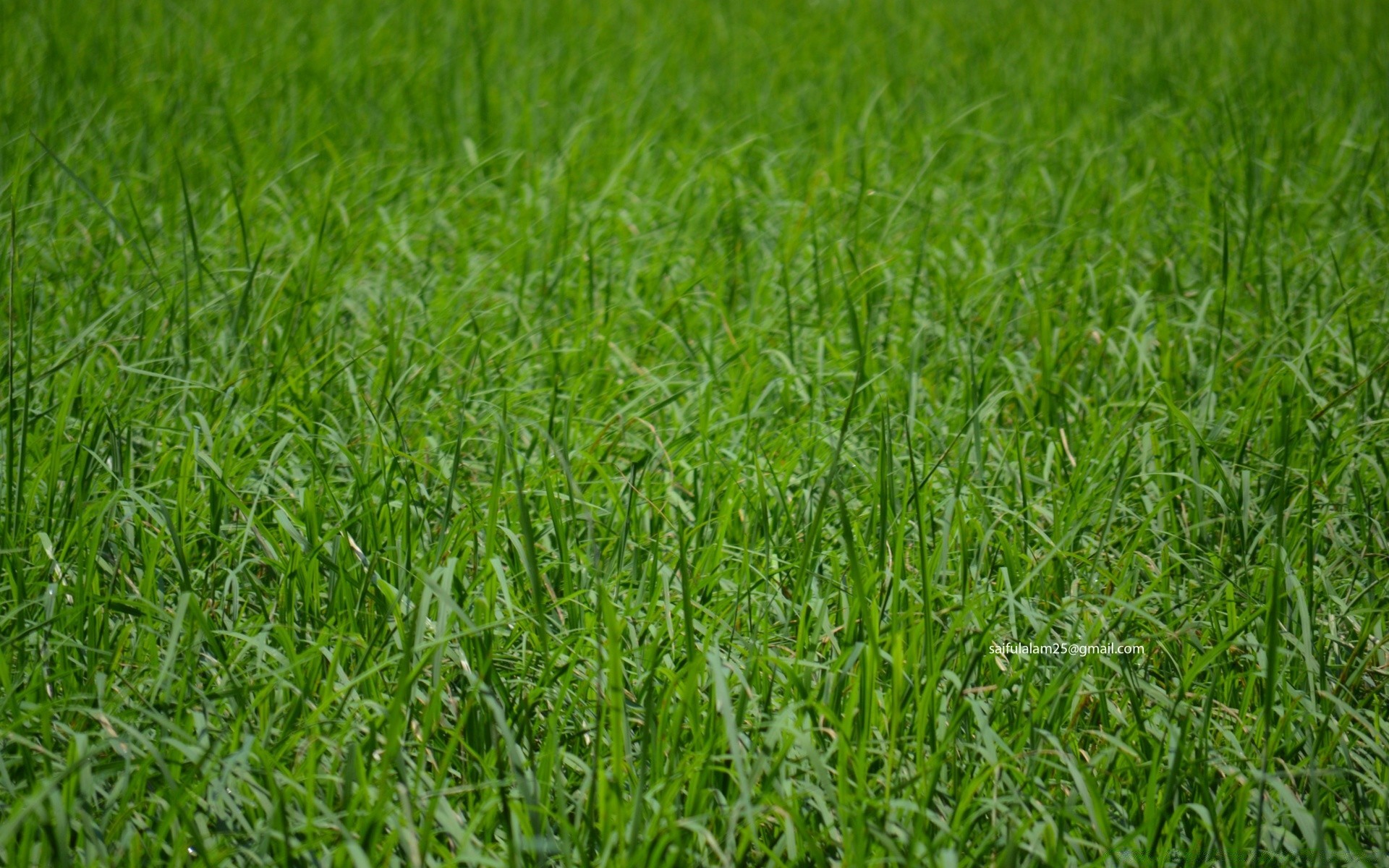 plantas grama crescimento campo gramado exuberante feno flora verão ambiente folha pasto relvado rural pasto agricultura solo natureza lâmina frescor fazenda