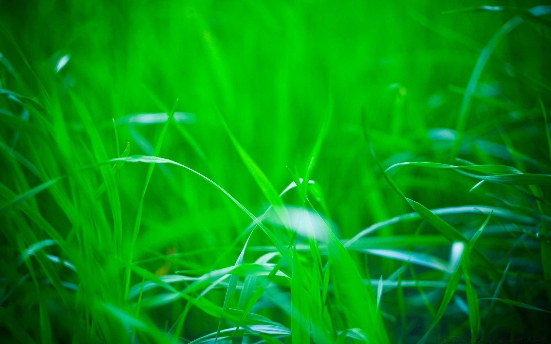 plantas grama jardim gramado feno flora folha natureza crescimento exuberante verão ambiente luz campo chuva amanhecer cor lâmina bom tempo pastagens sol