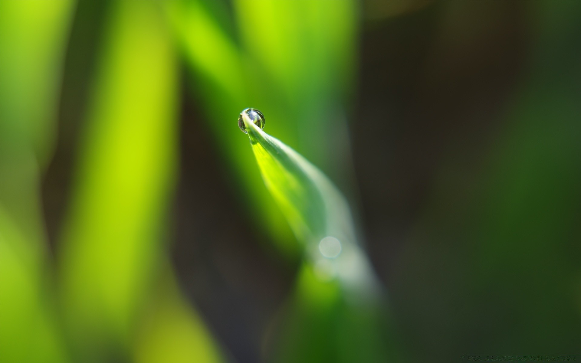plantas chuva folha orvalho queda natureza crescimento flora gotas borrão jardim dof molhado ambiente grama inseto pureza verão gotas