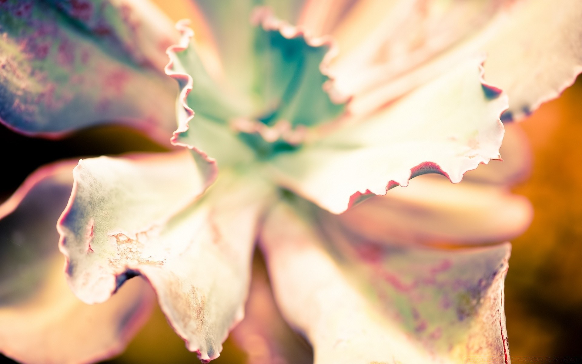 plantas natureza folha borrão ao ar livre flor amor cor outono água cacto