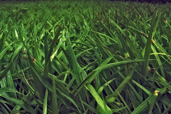 Grama suculenta no campo no início da manhã