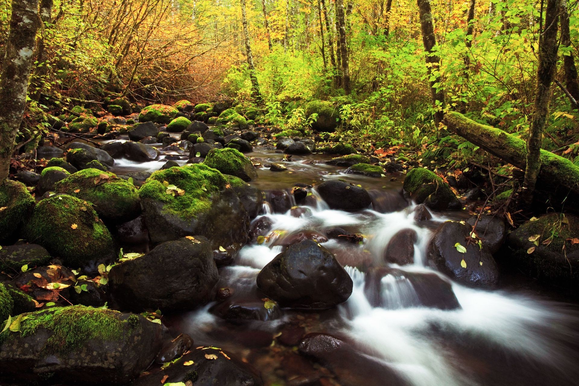 cachoeiras água córrego outono madeira rio cachoeira grito folha rocha natureza musgo paisagem árvore ao ar livre córrego tráfego parque cascata cênica