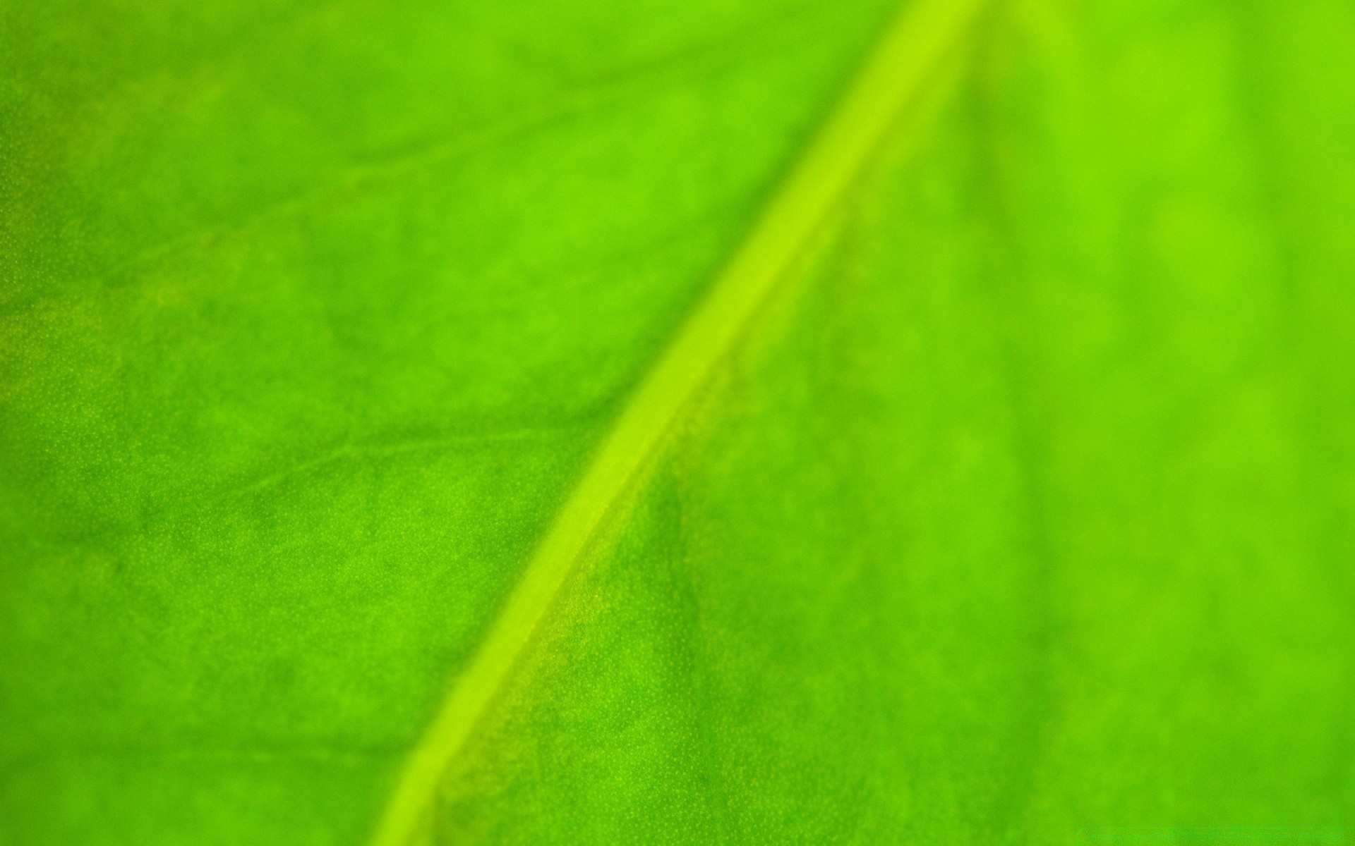 plantas folha abstrato flora fotossíntese veias assimetria textura crescimento jardim desktop artístico cor orvalho diagonal chuva natureza arte queda brilhante