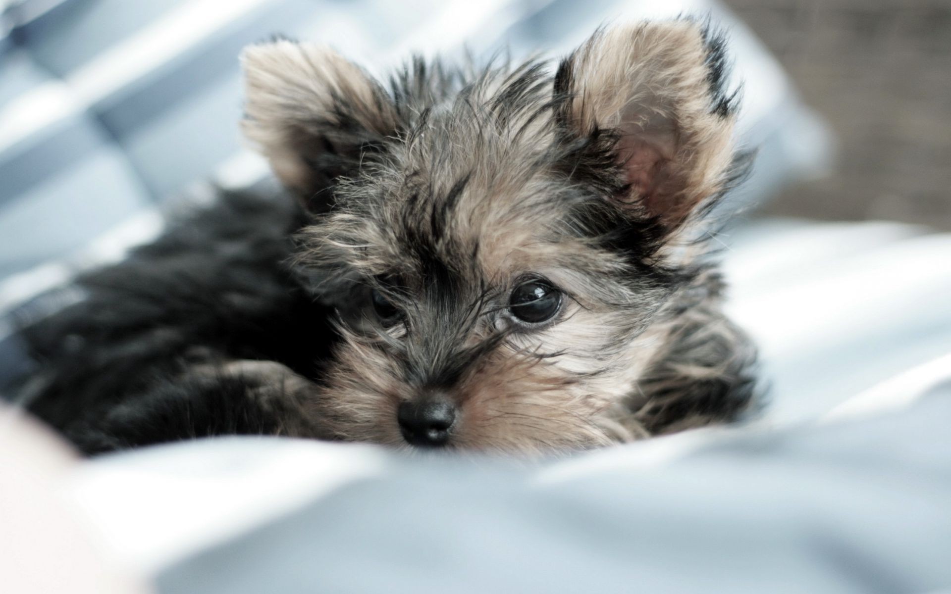 cães fofa animal de estimação animal mamífero pele cão pequeno doméstico retrato visualização jovem cinegrafista para baixo filhote de cachorro olho adorável cabelo